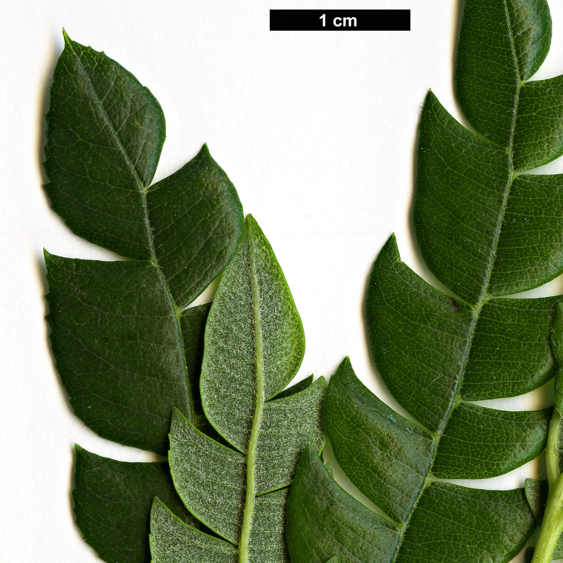High resolution image: Family: Rosaceae - Genus: Lyonothamnus - Taxon: floribundus - SpeciesSub: var. aspleniifolius